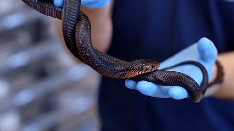 Pair of gloved hands holds a snake