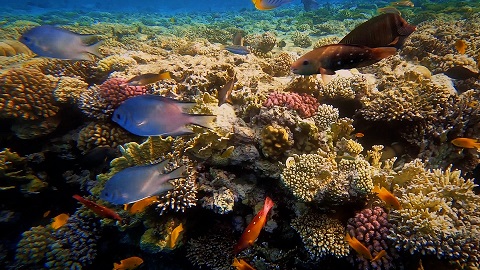 Fish swimming around coral