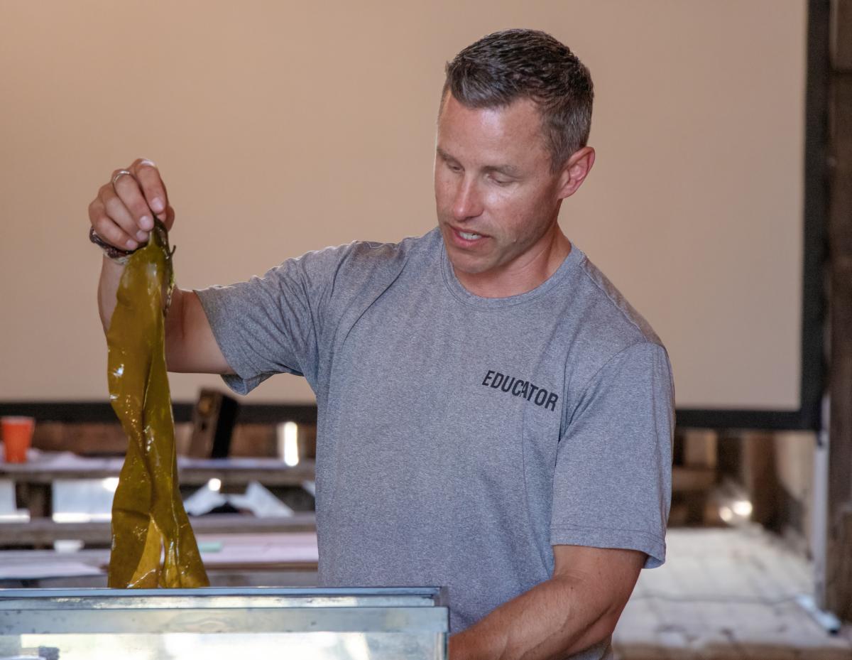 A teacher wearing a gray shirt that says “educator” lifts a large piece of brown seaweed from a tank. Photo credit: