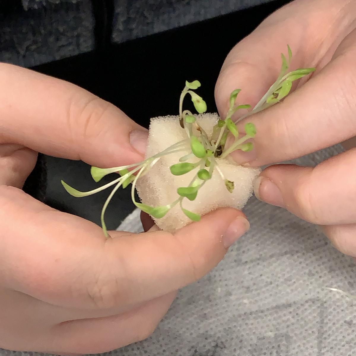 Student handles a small seedling start that has been planted by their class.
