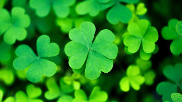 A clump of green clovers, with a four-leafed one centered