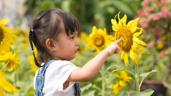 A child pokes a sunflower to their right; behind them are more sunflowers and a blurred garden