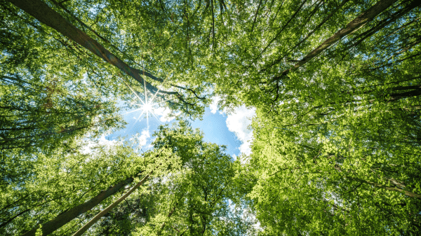 Observing the sunlight filtering through the trees in a forest, surrounded by a natural landscape of terrestrial plants, trunks, twigs, grass, and various shades of wood