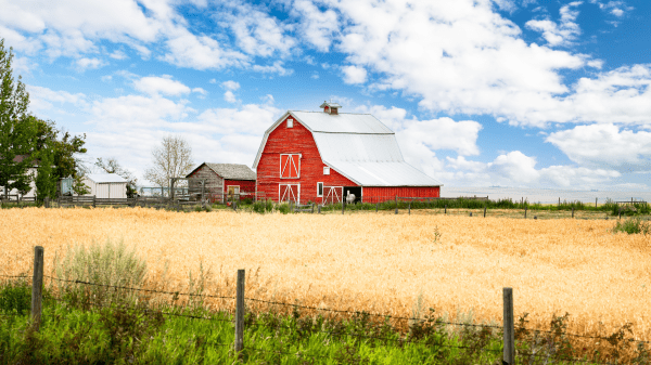A red barn sits in the middle of a yellow field of crops; a fence is at the front end of the field; behind the barn is a blue cloudy sky