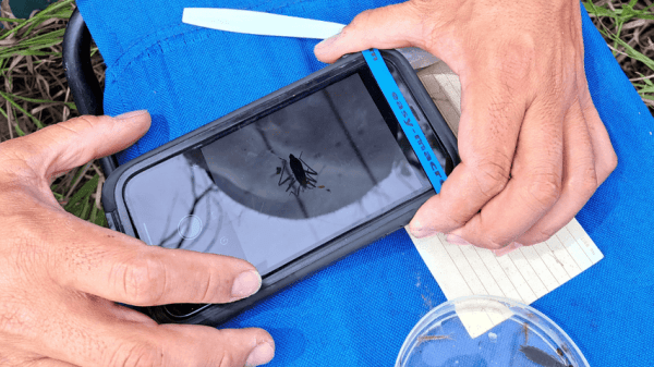 Two hands hold a phone taking a picture of an insect