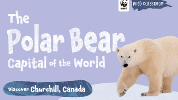 Text to the left reads "The Polar Bear Capital of the World, Discover Churchill, Canada"; the top right features the WWF logo with a panda and the text "Wild Classroom"; the bottom right features a photo of a polar bear with a paw extended