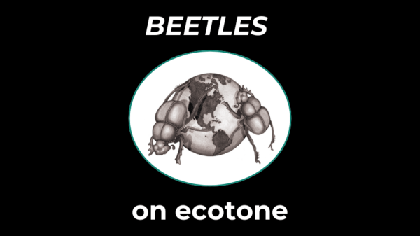 BEETLES logo of two beetles climbing over a small globe; text says "BEETLES on ecotone"