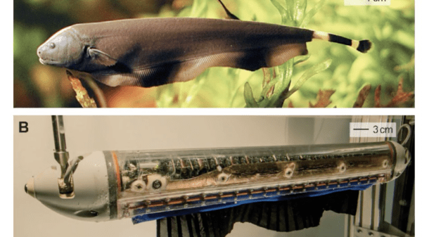 Bio-inspired Fish Robotics