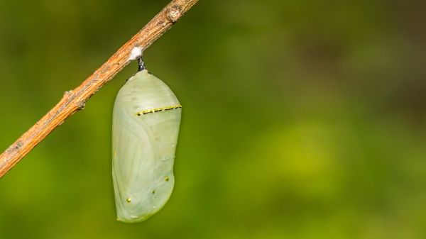 a green chrysalis hangs from a stem