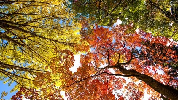 Tree foliage in autumn
