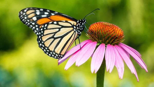 A monarch butterfly sits on the left side of a pink flower; the background is blurred and green
