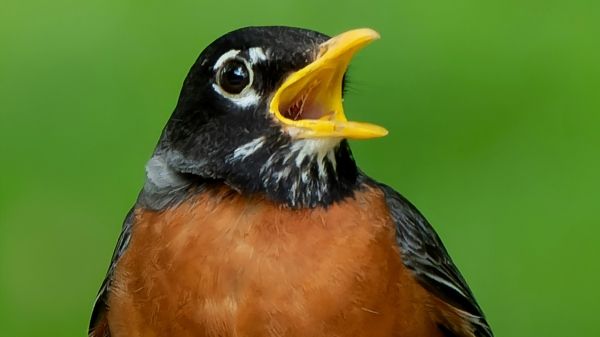 An American Robin faces its head toward the right, beak wide open