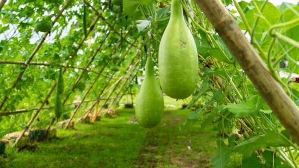 Hanging winter melon in the garden.