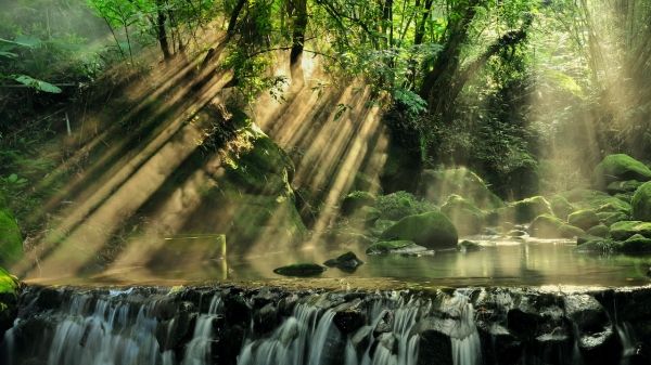 sunlight streams through a forest of trees and land on a stream and waterfall