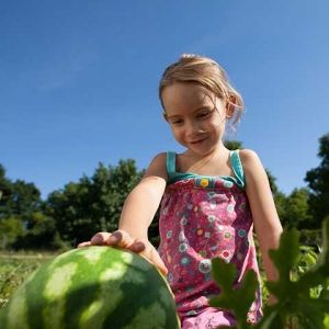 watermelon magic