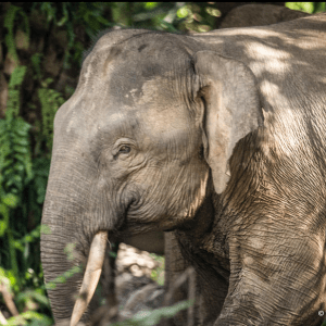 Asian elephant in a forest