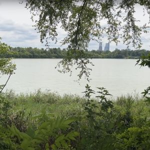 A large body of water with green plants surrounding. In the distance, tall buildings.