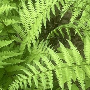 Fern Leaves