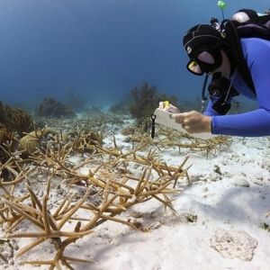 A diver studying coral