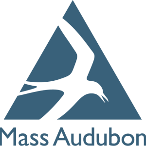 A Roseate Tern flying, in a blue triangle. Text reads: Mass Audubon