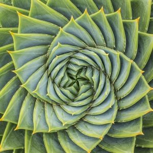 Close-up of aloe plant