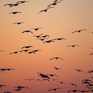 Flying birds silhouetted against a pink sky