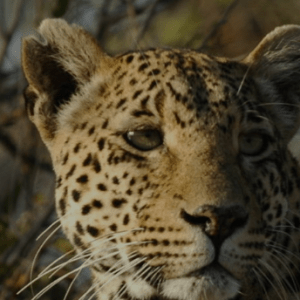 Cheeta