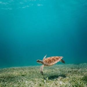 A sea turtle swims above some light green coral