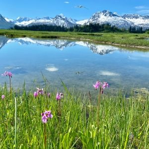 Valdez Alaska landscape with water and mountains