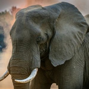 A grey elephant