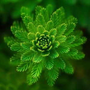 Photo of a close-up fern leaf