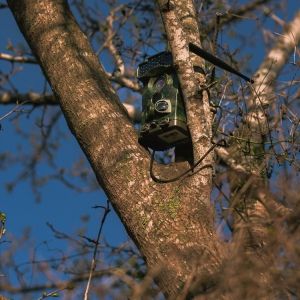 A wildlife camera attached to a tree branch