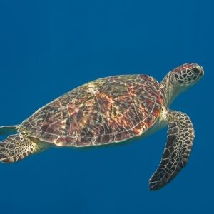 Green sea turtle swimming in blue ocean