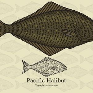 Illustration of a halibut