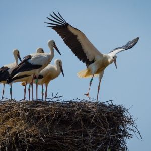 A group of fledgling birds on a nest getting ready to fly