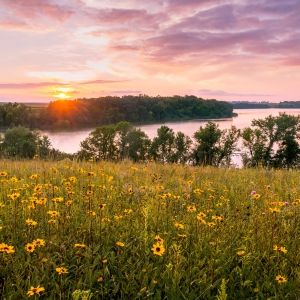 Landscape photo of yellow wildflower field in the foreground with a forest and waterway in the background