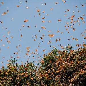 Group of monarch butterflies flying around