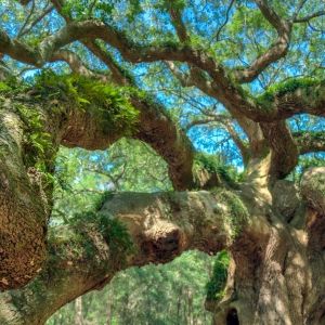 Close up of the stretching branches of an old oak tree. 