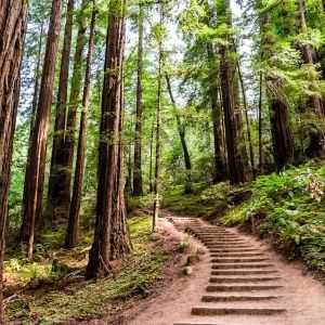 stepped path through forest