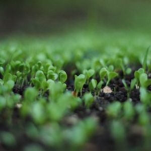 Green-leafed sprouts