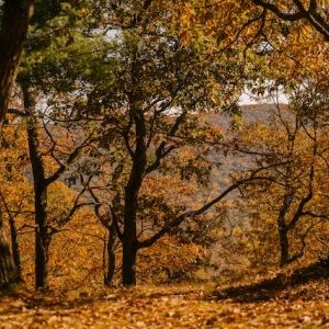 Autumn trees with bright foliage on land against mountain