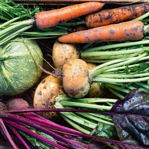 Box of freshly picked vegetables including turnips, beets, and carrots.