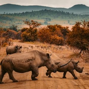 Two rhinos cross a dirt road