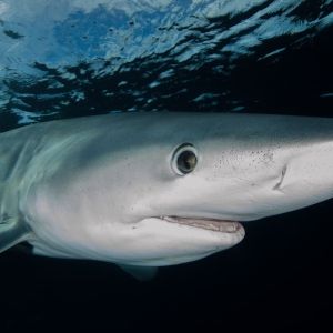 white Shark Swimming