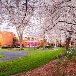 Cherry blossoms on campus.