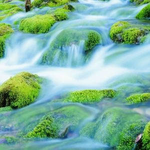 Forest stream running over glowing mossy rocks