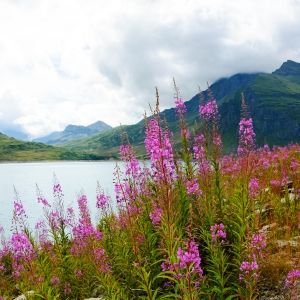 pink fireweed in front of mountains, water, and cloudy sky
