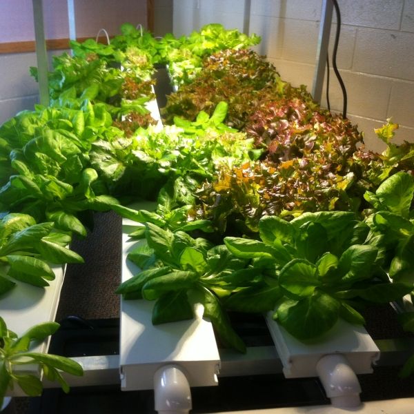Hydroponic Letuce Grown by GM Students