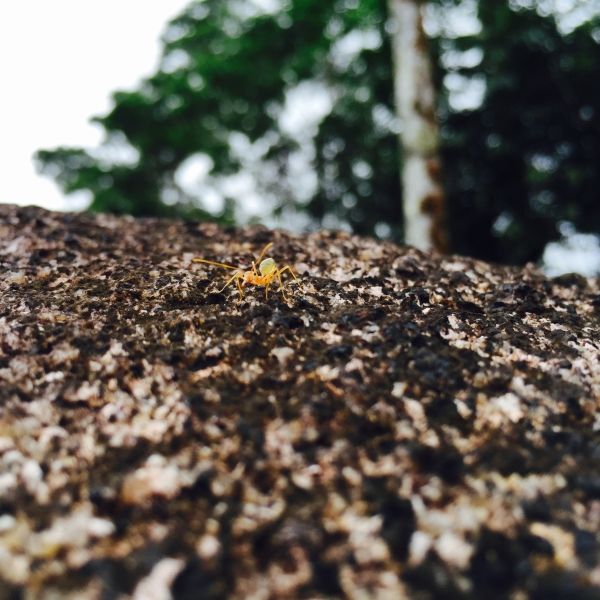 Ant