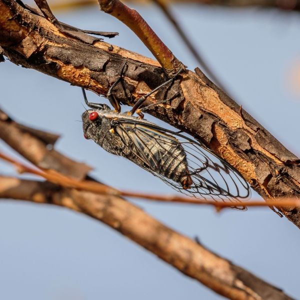 Cicada on a branch.